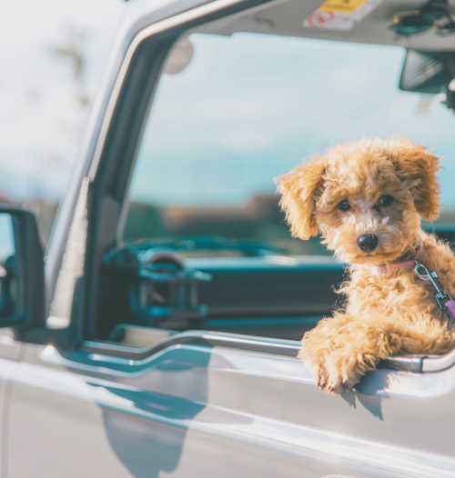 Our ED team regularly holiday with our dogs and have lots of ideas to help you make it a joyful experience. Check out our Top 1o Tips for travelling with dogs.