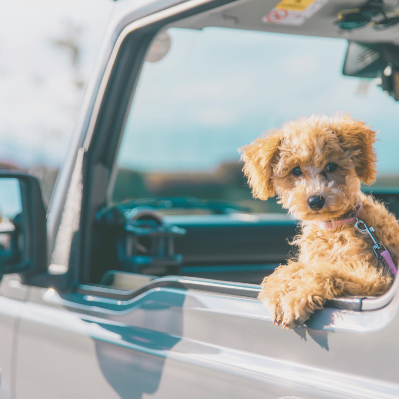 Our ED team regularly holiday with our dogs and have lots of ideas to help you make it a joyful experience. Check out our Top 1o Tips for travelling with dogs.